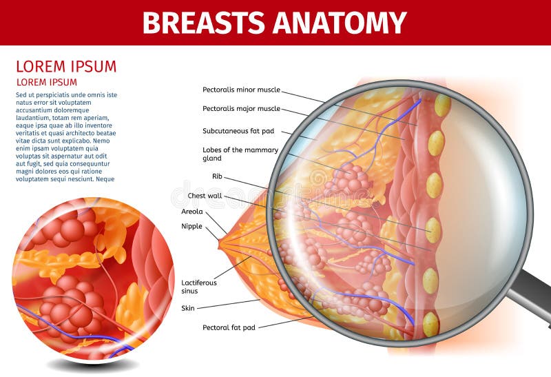 Female Breasts Stock Illustrations – 1,081 Female Breasts Stock