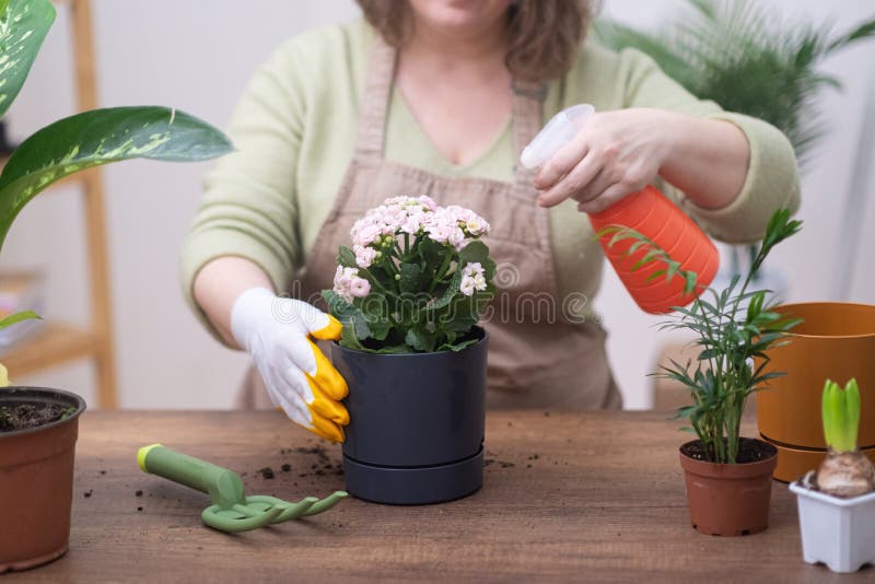 Woman care for her house plants, spraying them with pure water from a bottle.
