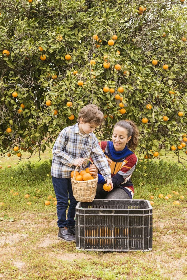 Woman and Child Picking Oranges Stock Photo - Image of harvest, health ...