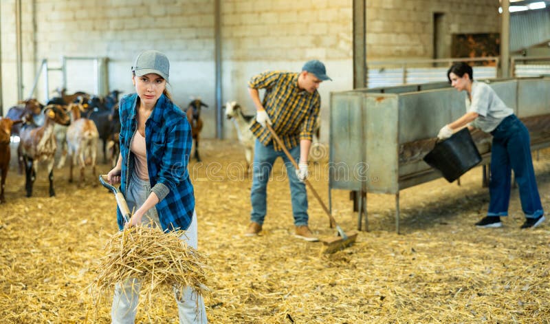 Woman Cleaning In A Goat Pen At Livestock Farm Stock Photo Image Of woman-cleaning-in-a-goat-pen-at-livestock-farm-stock-photo-image-of