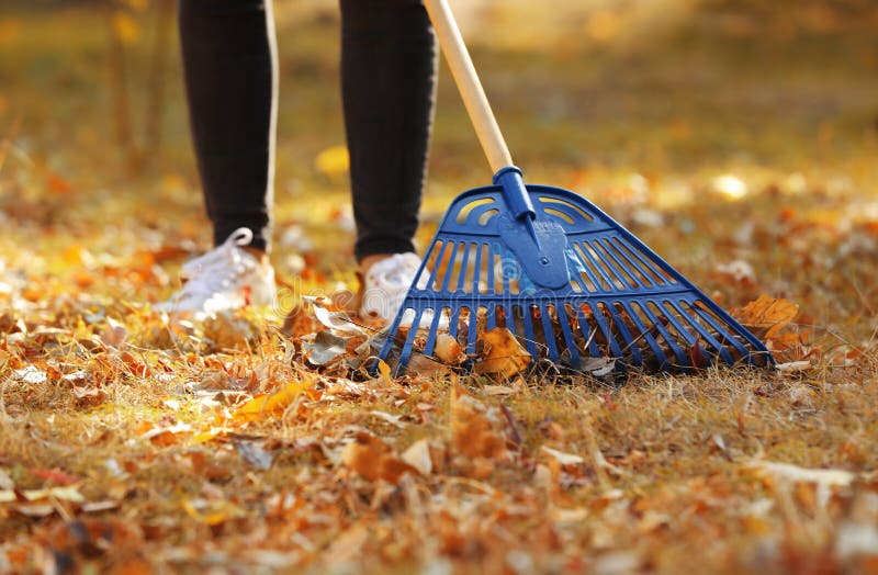 Woman Cleaning Up Fallen Leaves with Rake Stock Photo - Image of lawn ...