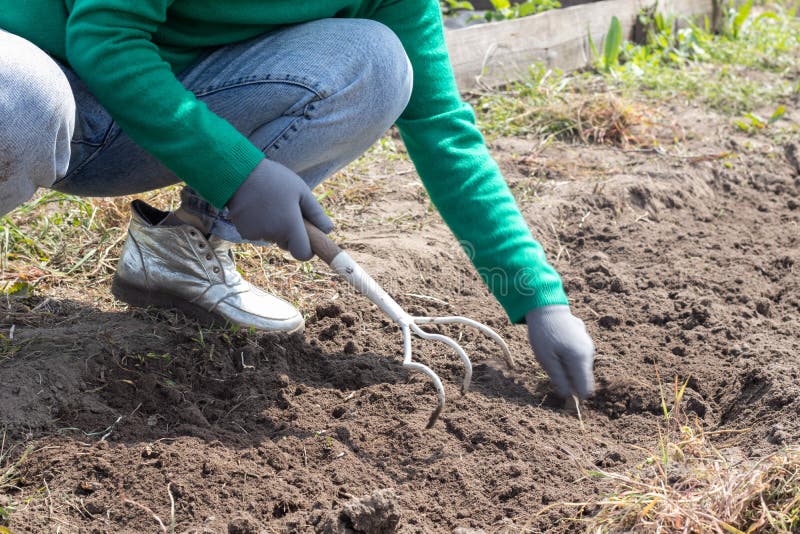 A woman cleans the weeds in the garden. Spring cleaning on the farm. Selective focus. Weeding grass. View of a woman`s hand hoeing weeds in the garden on a hot summer day, soil preparation