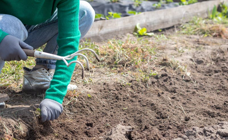 A woman cleans the weeds in the garden. Spring cleaning on the farm. Selective focus. Weeding grass. View of a woman`s hand hoeing weeds in the garden on a hot summer day, soil preparation