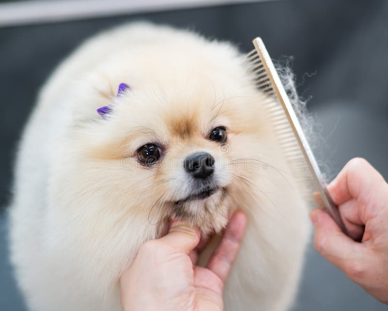 1,892 Pomeranian Haircut Stock Photos - Free & Royalty-Free Stock Photos  from Dreamstime