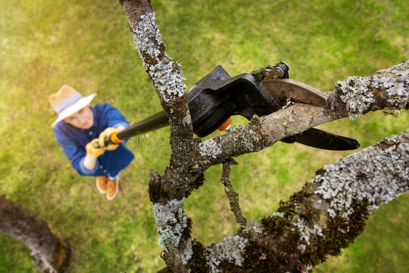 Woman cut old apple tree branch with telescopic tree pruner