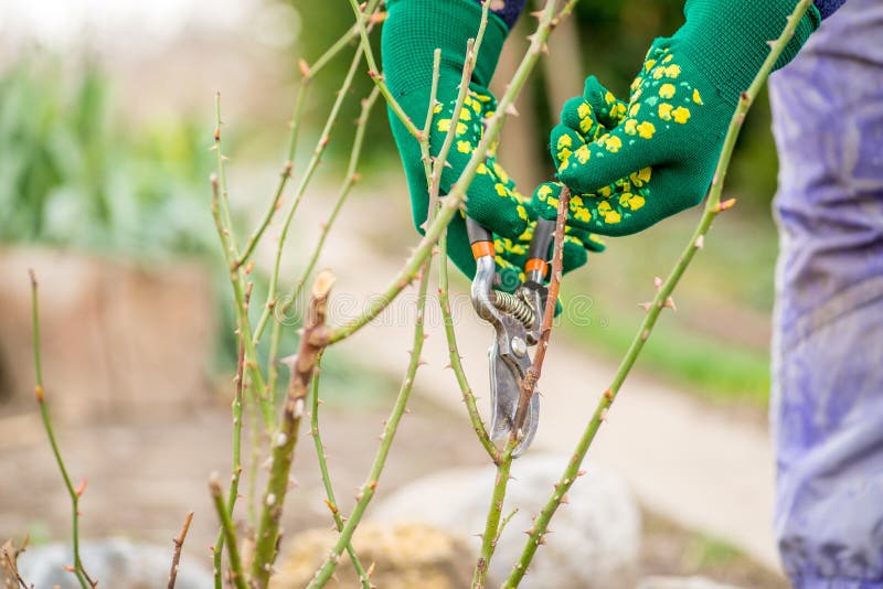 Woman cuts bush stock photo. Image of gloves, digging 68325490
