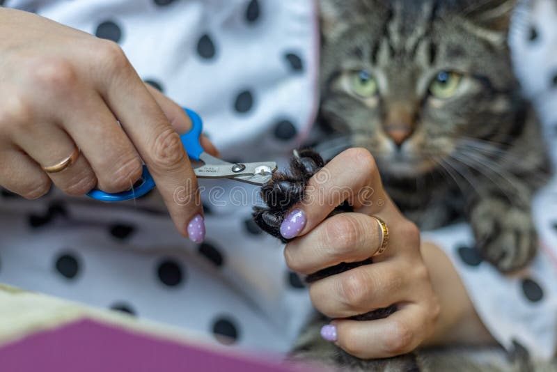 Cutting Claws on a Cat`s Paws by a Veterinarian on a Desk Vet Office
