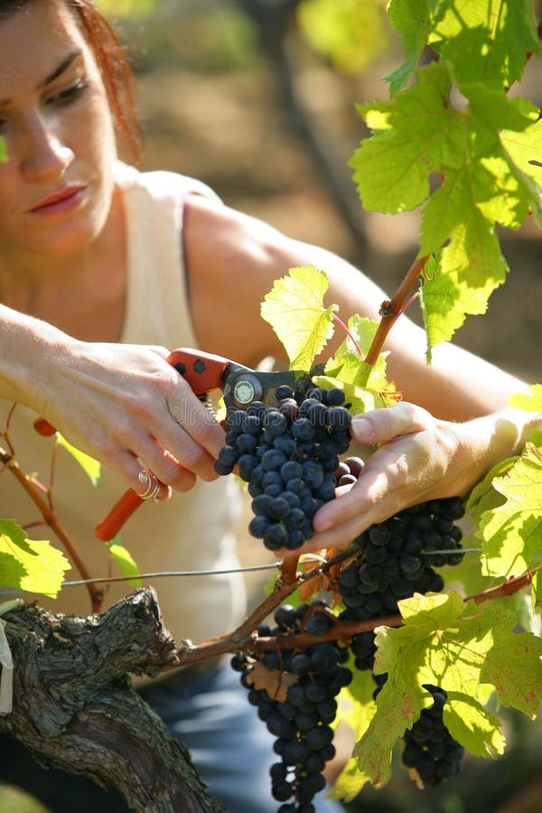 Woman cutting grapes