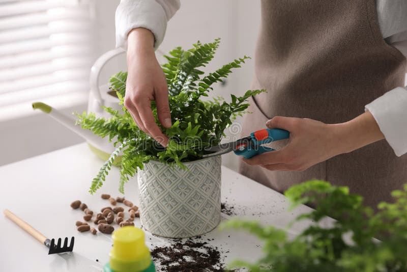 Woman cutting leaf of fern at white table indoors, closeup. Woman cutting leaf of fern at white table indoors stock photography
