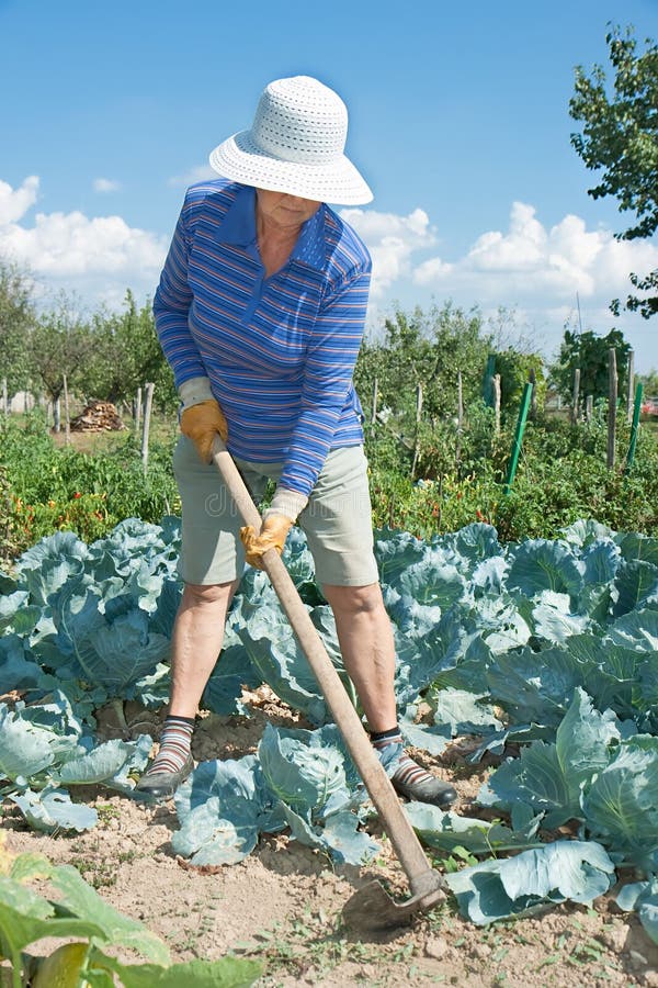 Woman is digging with hoe cabbege field