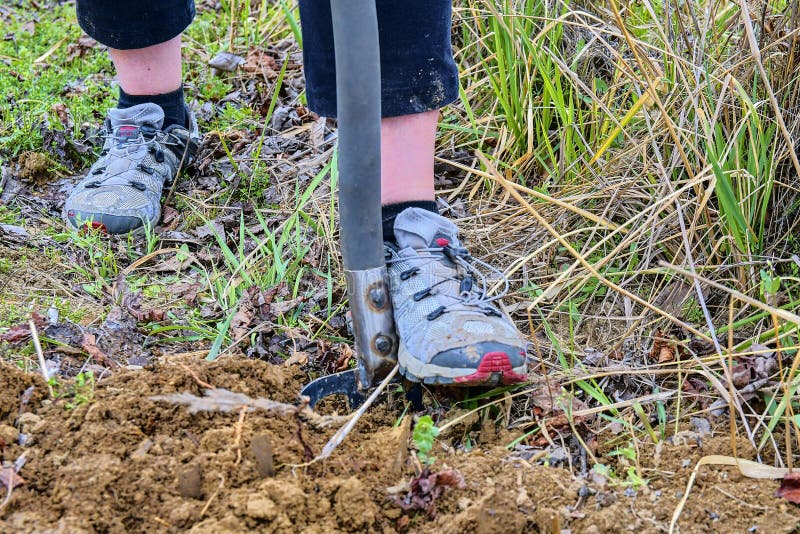 Woman Digging Soil with Garden Fork. Gardening and Hobby Concept Stock ...