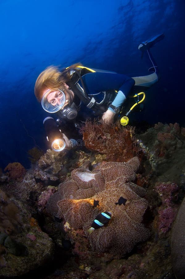 Woman diver above anemone. Indonesia Sulawesi