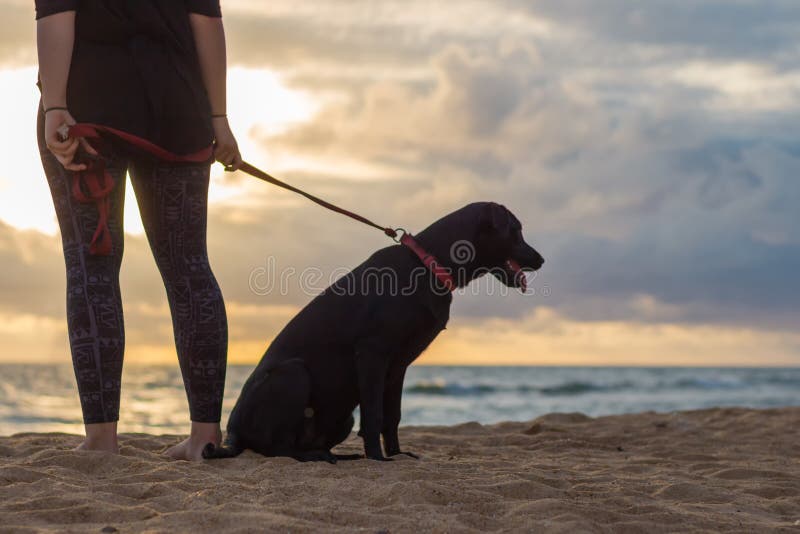 Woman and Dog at Sunset stock photo Woman and Dog at Sunset stock photo