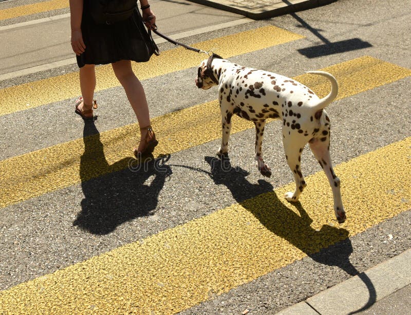 Woman with Dog on Zebra Crossing Stock Photo - Image of sidewalk, centre:  112346264