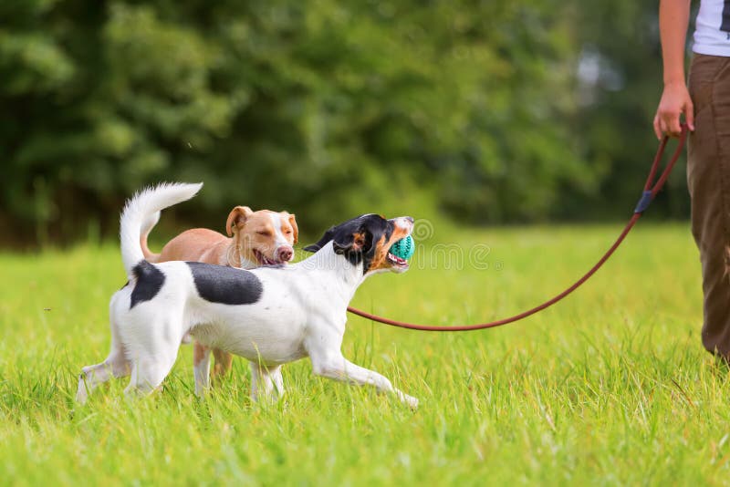 https://thumbs.dreamstime.com/b/woman-dogs-meadow-dog-leash-unleashed-parson-russell-terrier-76920559.jpg