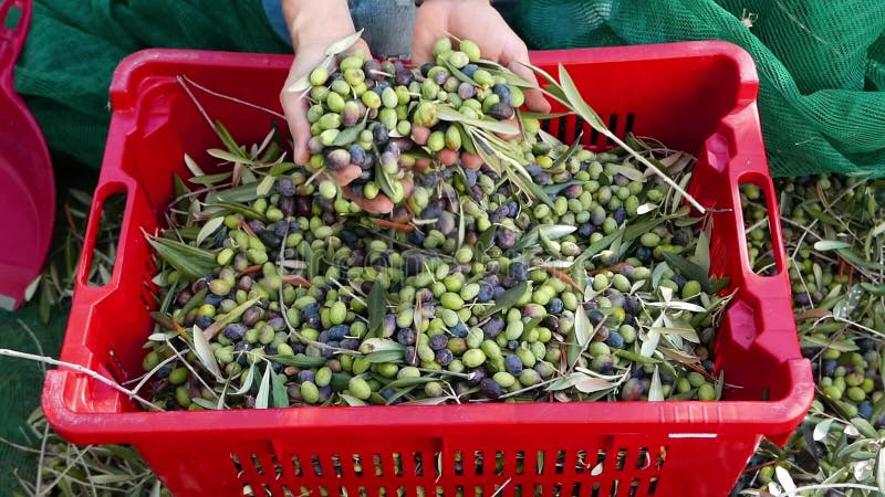 Woman dropping olives from hands to plastic box. Olive oil production, harvest in autumn. Taggiasca cultivar, Liguria, Italy. Slow