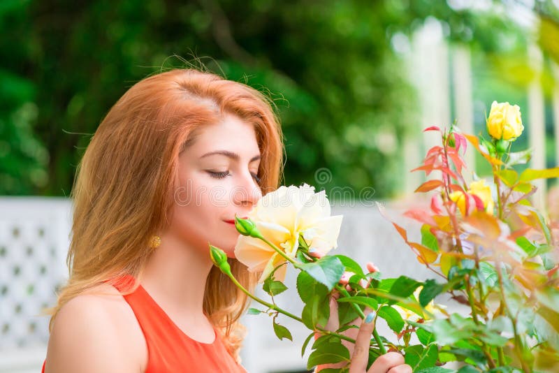 Woman enjoying the scent of blooming roses stock photo Woman enjoying the scent of blooming roses stock photo