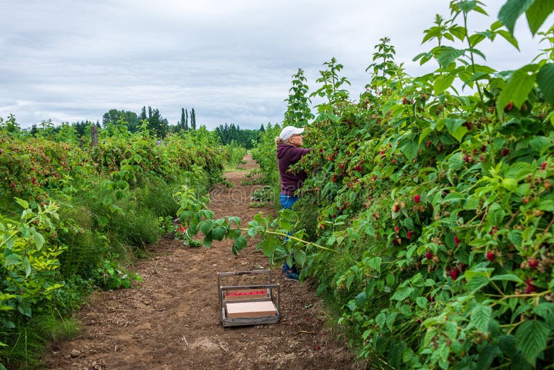 Woman on a farm picking fresh raspberries on a stormy day, wearing blue jeans, maroon sweatshirt and white baseball hat, Pacific N stock image Woman on a farm picking fresh raspberries on a stormy day, wearing blue jeans, maroon sweatshirt and white baseball hat, Pacific N stock image