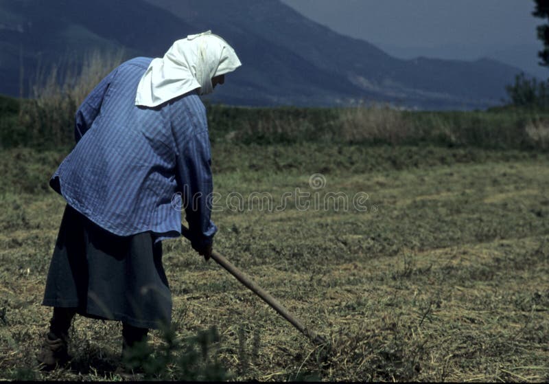 Žena pracuje na wheatfield v Severní Grece.