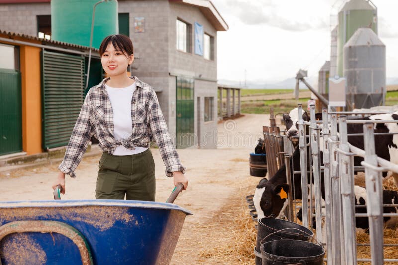 Woman Farmer Carrying Feed for Cows on Garden Cart Stock Photo - Image ...