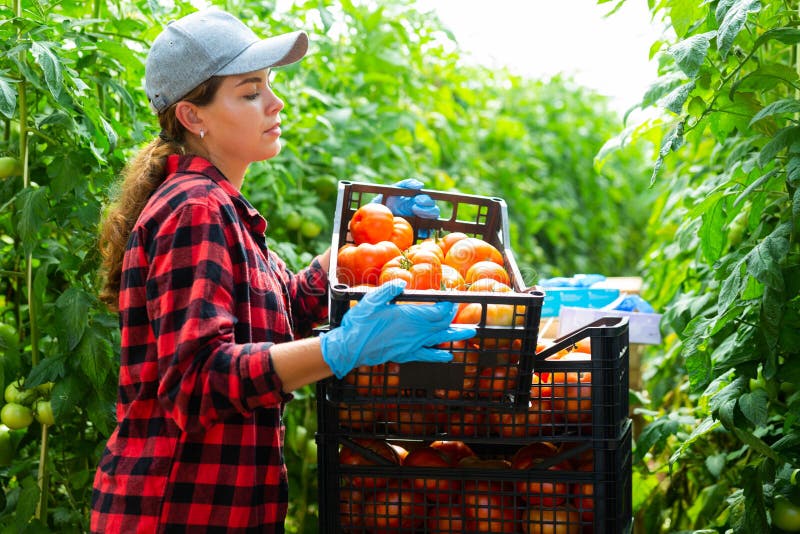 Woman Farmer Compiling Boxes with Ripe Tomatoes in Greenhouse Stock