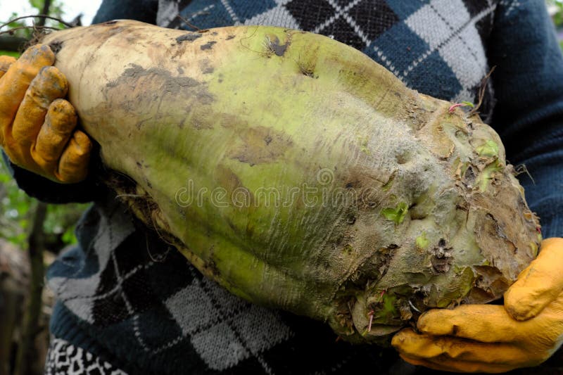 Woman farmer holding a huge beetroot. Homemade vegetables royalty free stock photography Woman farmer holding a huge beetroot. Homemade vegetables royalty free stock photography