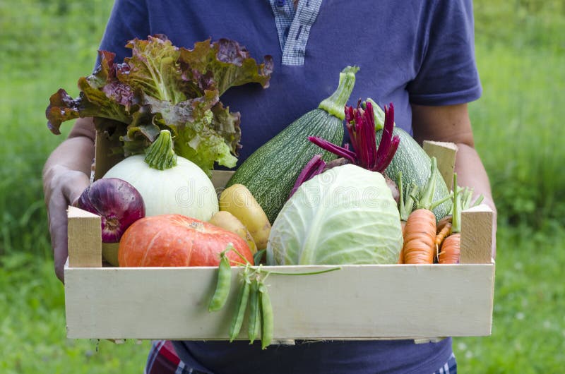 Woman farmer holding a large basket basket with fresh seasonal harvest: pumpkin, zucchini, carrots, onions, beets, potatoes, peas. royalty free stock images Woman farmer holding a large basket basket with fresh seasonal harvest: pumpkin, zucchini, carrots, onions, beets, potatoes, peas. royalty free stock images
