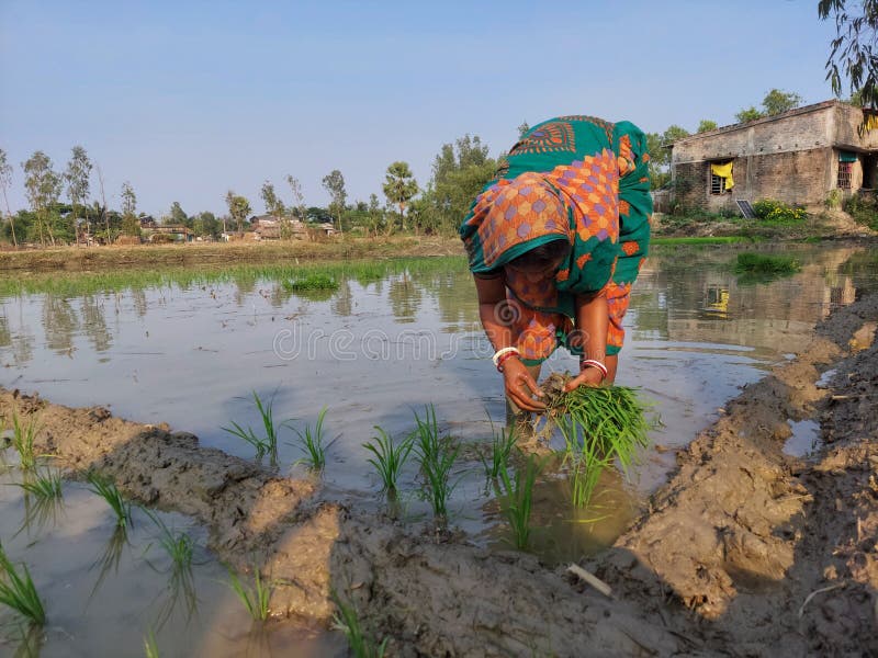 A  veiling  women  farmer& x27;s  have  started  planting  paddy in the mud  field.