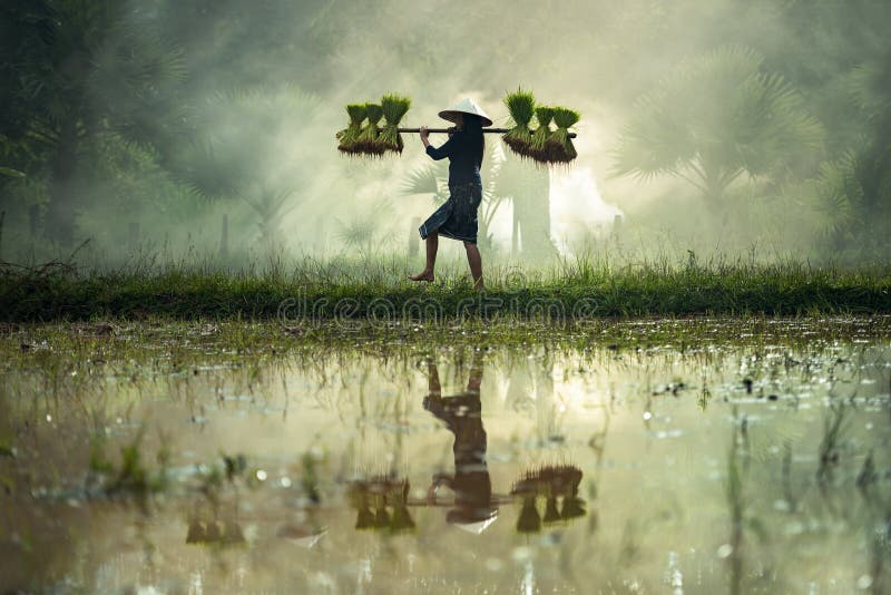 Woman Farmers Grow Rice In The Rainy Season