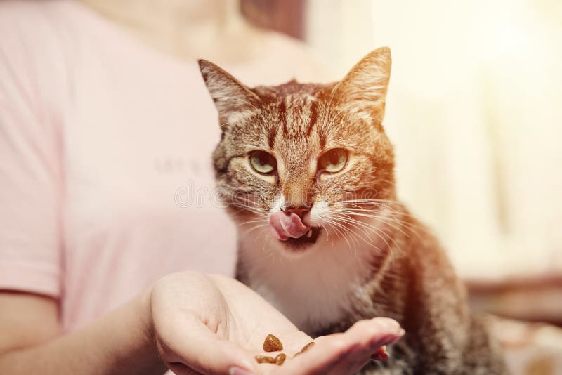 Cat eats from hands of girl royalty free stock photography Cat eats from hands of girl royalty free stock photography