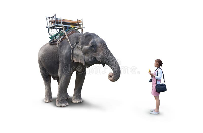 Woman Feeding the Elephant Bananas Stock Photo Image of wildlife