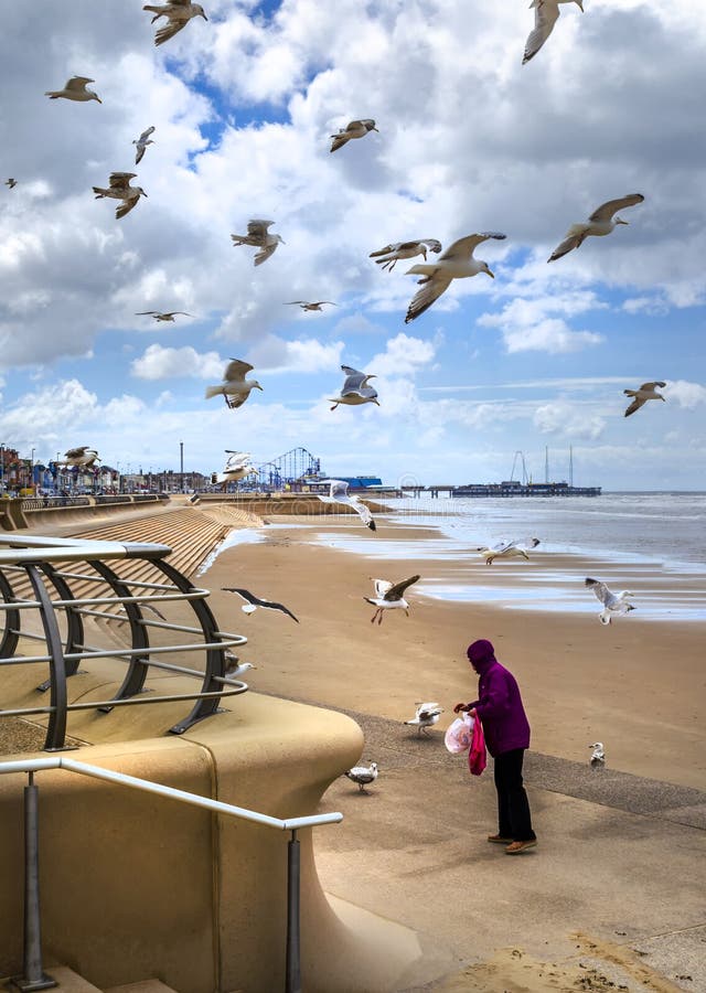 A host of seagulls gathering around a lone woman on the beach who is feeding them. A host of seagulls gathering around a lone woman on the beach who is feeding them.