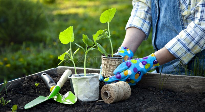 Woman Gardener hands in gardening gloves planting Sprouts in the vegetable garden. Spring garden work concept