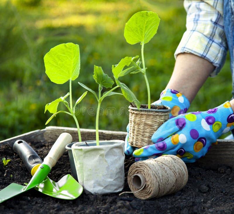 Woman Gardener hands in gardening gloves planting Sprouts in the vegetable garden. Spring garden work concept