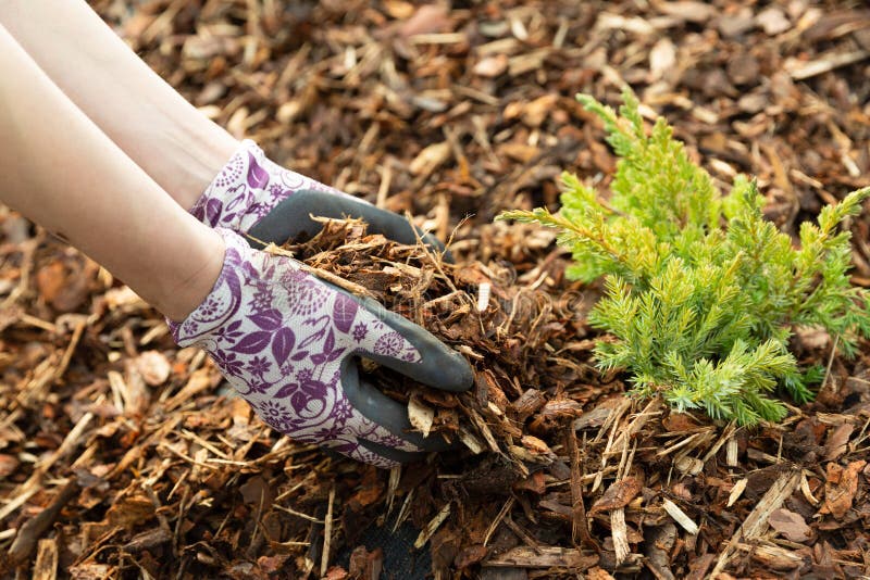 Woman gardener mulching potter thuja tree with pine tree bark mulch. Urban gardening