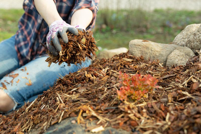 Woman gardener mulching potter thuja tree with pine tree bark mulch. Urban gardening