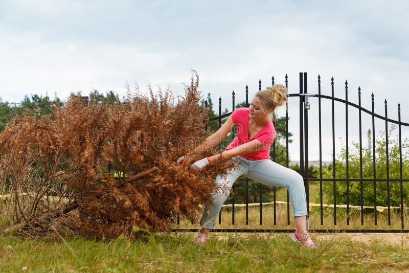 Woman gardener removing and pulling withered dried thuja tree from her backyard. Hard yard work around the house. Woman gardener removing and pulling withered dried thuja tree from her backyard. Hard yard work around the house