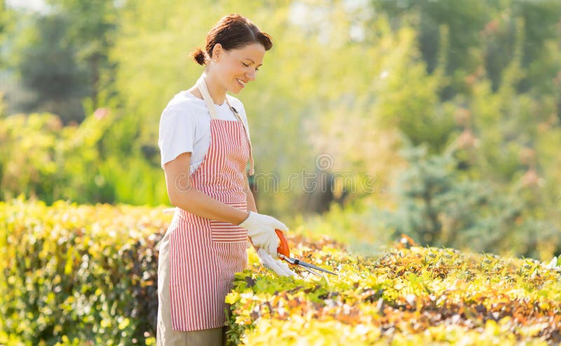 Woman gardener taking care of garden. Trim and cutting plants for smooth hedge.