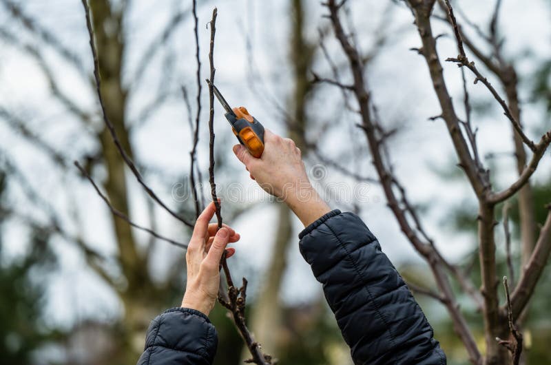 Woman gardener using pruning shears on to cut dry tree branches. Spring pruning of trees and bushes in garden