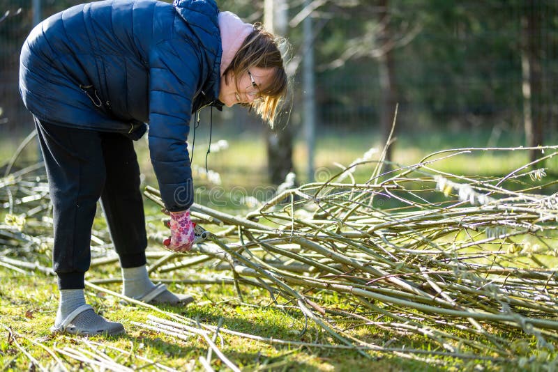 Woman gardener using pruning shears on to cut dry tree branches. Spring pruning of trees and bushes in garden