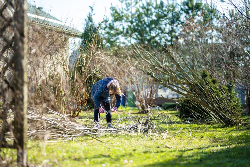 Woman gardener using pruning shears on to cut dry tree branches. Spring pruning of trees and bushes in garden