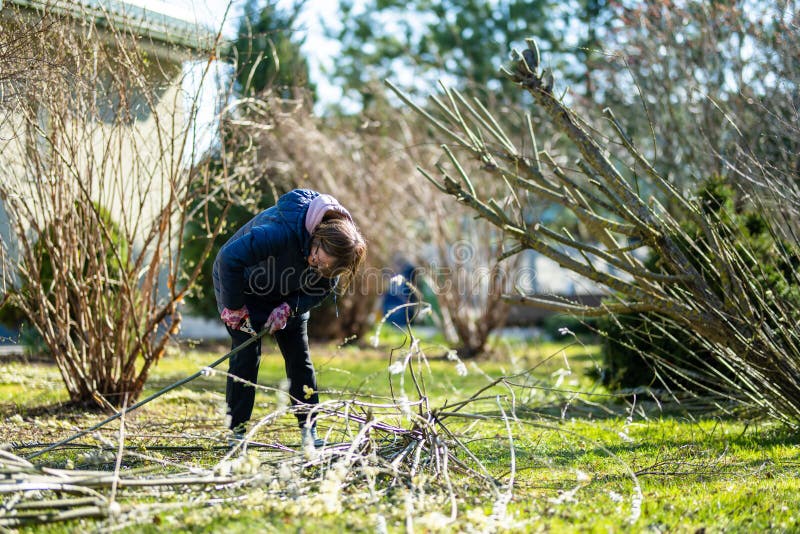 Woman gardener using pruning shears on to cut dry tree branches. Spring pruning of trees and bushes in garden