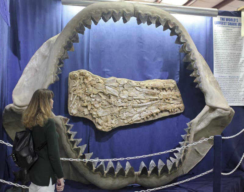 A Woman Gazes at Carcharodon Megalodon Jaws