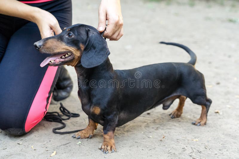 Woman gives a command to her dachshund Dog. training of small dogs stock photo Woman gives a command to her dachshund Dog. training of small dogs stock photo