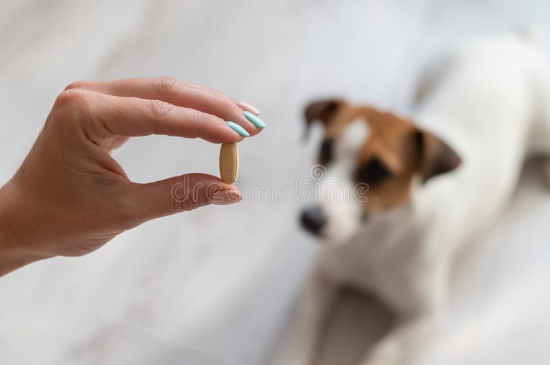 can dogs chew capsules