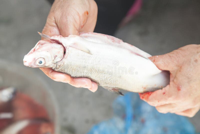 Woman with Hand Cleaning Fresh Fish Stock Image Image of kitchen
