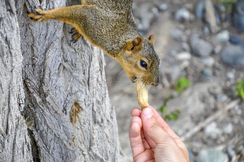 Woman hand feeding peanuts to fox squirrel in tree in Lewiston, Idaho