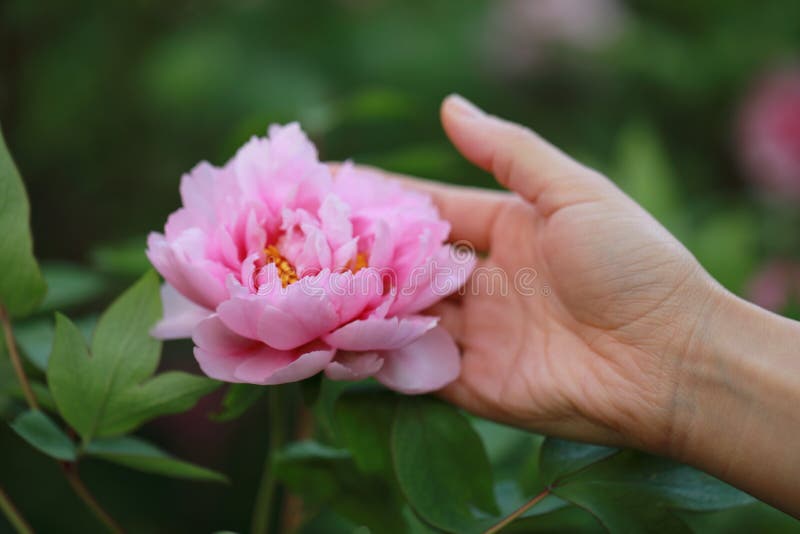 Una donna mano presa rosa peonia, cinese peonia estate primavera autunno foresta bellissimo scenario scena carino fiore, verde una lettera foglie , peonia è un cospicuo fiore, peonia lancia prossimo fiori ombra.