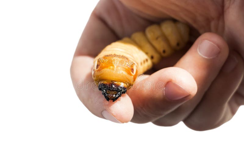 Beetle Worm Of Scarab Beetle Is Dangerous Insect Pest With Mango Tree Borer Batocera Rufomaculata For Eating As Food Edible Stock Image Image Of Insect Environment 145167307