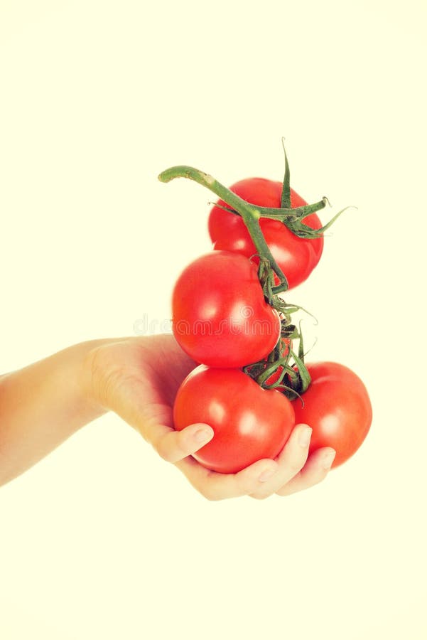 Woman hand holding bunch of tomatoes. royalty free stock image